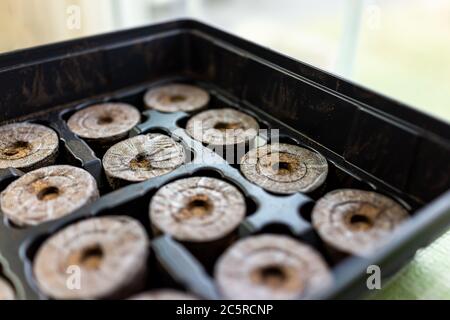 Peat pellets tablets macro closeup in mesh on black tray for potted plants containers by window on table for growing indoor garden seedlings during wi Stock Photo
