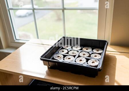 Peat pellets tablets in mesh on black tray for potted plants containers by window on table for growing in indoor garden seedlings during winter Stock Photo