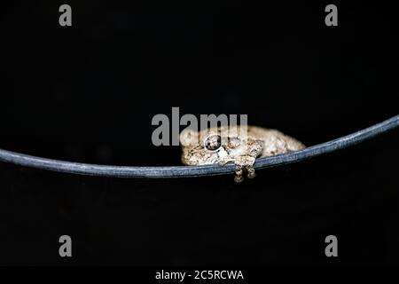 Macro closeup of one single gray treefrog tree frog hyla versicolor on edge of black bucket container showing texture of fingers and eyes face Stock Photo