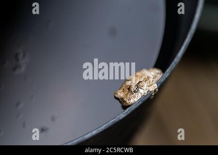 Macro closeup of one gray treefrog tree frog hyla versicolor on edge of black bucket container with water showing texture of fingers and eyes face Stock Photo