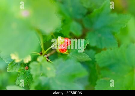 Hanging red currant berries macro closeup ripening unripe on plant bush in garden farm with vibrant color and blurry background Stock Photo
