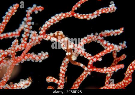 Santa Claus Pygmy Seahorse, Hippocampus denise, on sea fan, Boo Window dive site, Misool Island, Raja Ampat, Indonesia Stock Photo