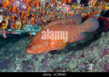 Red Coral Grouper, Cephalopholis miniata, Boo Window dive site, Misool Island, Raja Ampat, Indonesia Stock Photo