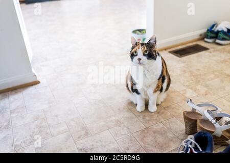 Calico cat sitting by shoes looking up begging for food with green eyes by kitchen room on tiled floor Stock Photo