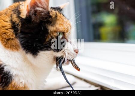 Calico cat outside outdoor hunter hunting catching blue lizard in mouth standing by door of home house asking to go inside Stock Photo