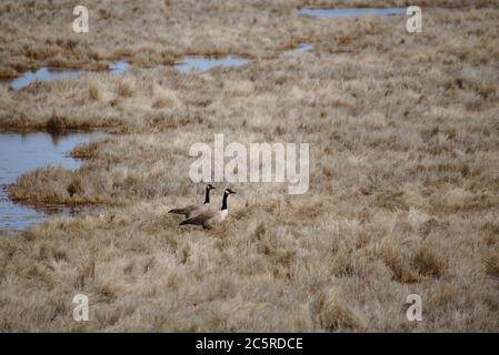 Two Canada geese (Branta canadensis) in a Delmarva peninsula marshland during autumn. Stock Photo