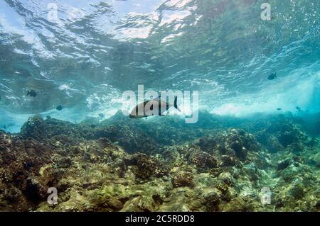 Bluefin Trevally, Caranx melampygus, Red Cliff dive site, Manuk Island, Indonesia, Banda Sea Stock Photo