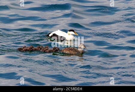Common Eider Drake and Hen and Ten Chicks Stock Photo
