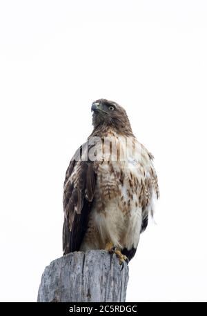 Red tailed Hawk Perched on top of a pole Stock Photo