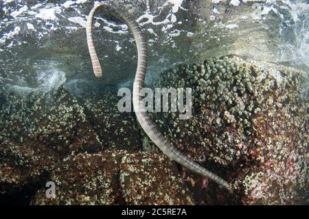 Chinese Sea Snake, Laticauda semifasciata, Red Cliff dive site, Manuk Island, Indonesia, Banda Sea