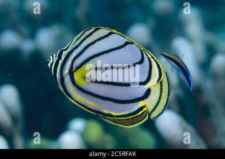 Meyer's Butterflyfish, Chaetodon meyersi, being cleaned by a Bluestreak Cleaner Wrasse, Labroides dimidiatus, Tanjung Buton dive site, Hatta Island, B Stock Photo