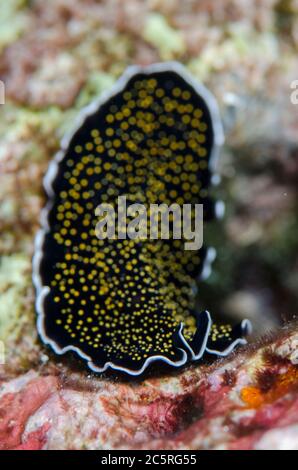 Gold-speckled Flatworm, Thysanozoon nigropapillosum, Suanggi Island dive site, Banda Islands, Indonesia, Banda Sea Stock Photo