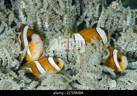 Clark's Anemonefish, Amphiprion clarkii, in Beaded Sea Anemone, Heteractis aurora, Laha dive site, Ambon, Maluku, Indonesia, Banda Sea Stock Photo