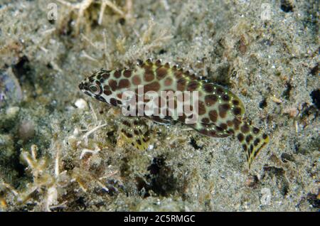 Honeycomb Grouper, Epinephelus merra, Laha dive site, Ambon, Maluku, Indonesia, Banda Sea Stock Photo