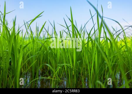 Agriculture green rice field under blue sky and mountain back at contryside. farm, growth and agriculture concept. Stock Photo