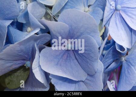 photo of a beautiful flower with delicate blue petals Stock Photo