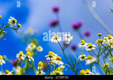 Daisy flower and blue sky blackground. Stock Photo