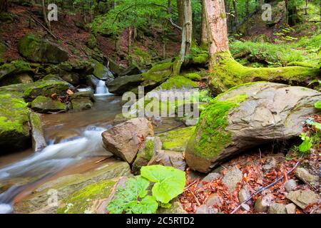 water stream among the rocks in the forest. summer nature scenery. freshness and calmness concept Stock Photo