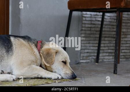 The dog, like a man's faithful friend, waits faithfully at the door Stock Photo