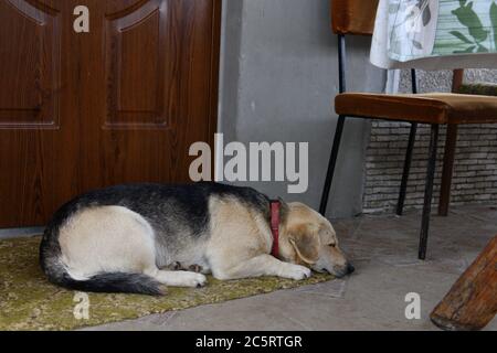 The dog, like a man's faithful friend, waits faithfully at the door Stock Photo