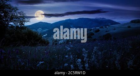 summer landscape in mountains at night. amazing scenery with herbs in fields on rolling hills in full moon light. clouds on the blue sky above the dis Stock Photo