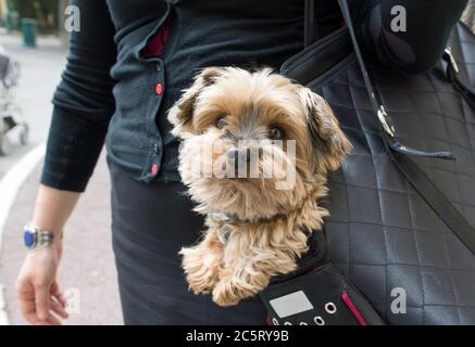 Adorable yorkshire terrier inside shoulder bag carrier of a woman on the street in Paris. Stock Photo