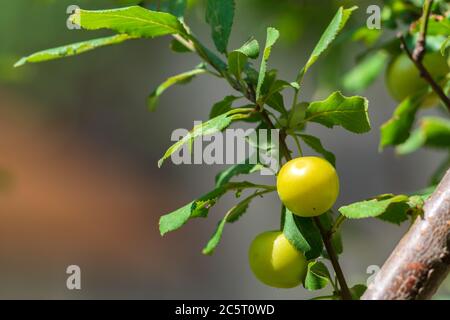 Ripening fruits of cherry plum on a branch
