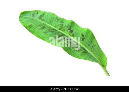 Green banana leaves with unique motifs, isolated on a white background Stock Photo