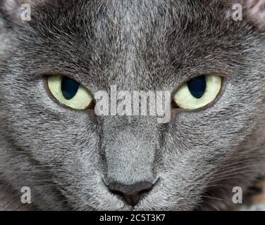 Eyes of Russian Blue Cat (Burmese Cat) Stock Photo