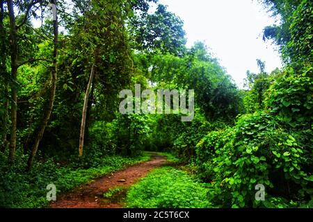 A way showing in a forest full of green leaves all around.Mud road with green leaves Stock Photo