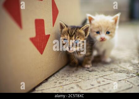 Lovely tabby and beige white fluffy kittens walk on the street near the box Stock Photo