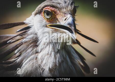 close up of an African secretary bird of prey head shot close up Stock Photo