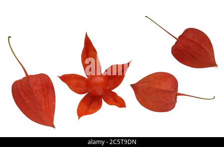 Winter cherry isolated over white with clipping path Stock Photo
