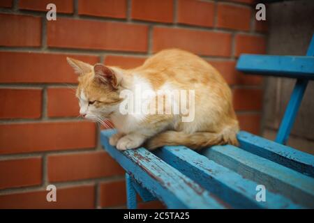 Ginger cat sitting on a blue wooden bench near a red brick wall. Stock Photo