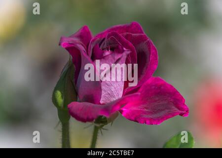 Roses in bloom at Petersons Champagne House in Pokolbin, Hunter Valley, NSW, Australia. Stock Photo