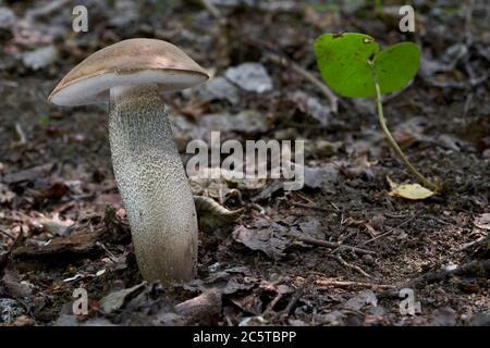Wild bolete mushroom Leccinum duriusculum growing in the poplar forest. Edible mushroom, natural condition.