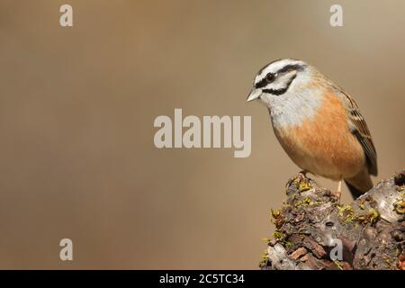 Cramenes, Leon/Spain; Feb. 15, 2020. The rock bunting (Emberiza cia) is a passerine bird in the bunting family Emberizidae. Stock Photo