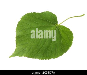 Fresh green leaf of Linden isolated on white background. Stock Photo