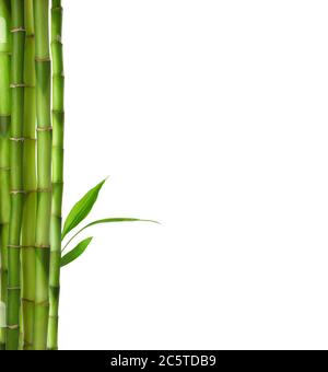 Branches  of  Bamboo isolated on white background. Stock Photo