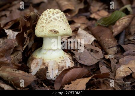 Inedible mushroom Amanita citrina growing in the leaves in the beech forest. Also known as false death cap, Citron Amanita or Amanita mappa. Stock Photo
