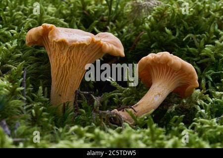Edible mushroom Cantharellus cibarius in the moss in the wet spruce forest. Also known as golden chanterelle. Yellow mushroom in the green moss. Stock Photo
