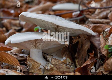 Edible mushroom Clitocybe nebularis in the beech forest. Known as Lepista nebularis, clouded agaric or cloud funnel. Wild mushrooms in the leaves. Stock Photo