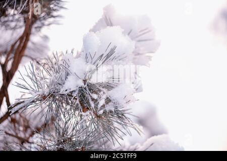 Winter spruce branch under white snow. Spruce branch on winter day.Large blue spruce branch with snow. Snow on the branches of spruce. Stock Photo