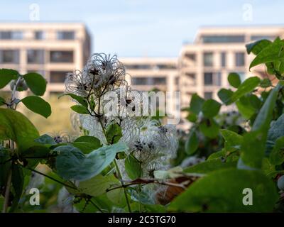 Common clematis - Clematis vitalba - with modern houses as background - detail shot.jpg Stock Photo