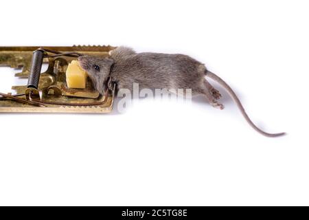 Mousetrap with a piece of cheese, on a white background, which caught a gray mouse. Stock Photo