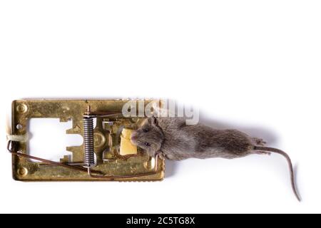 Mousetrap with a piece of cheese, on a white background, which caught a gray mouse. Stock Photo