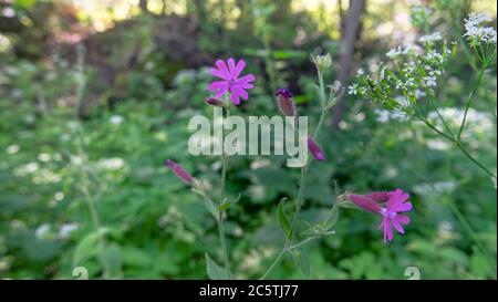 cowslip blooms in summer days in forest Stock Photo