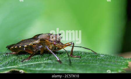 insecta, badgered, makro, käfer, natur, blatt, green, tier, pests Stock Photo