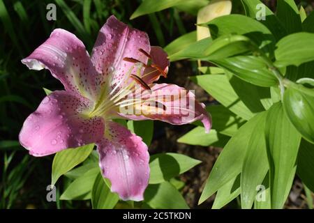 Lilium Joséphine Stock Photo