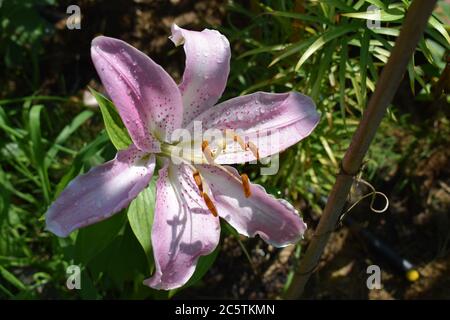 Lilium Joséphine Stock Photo